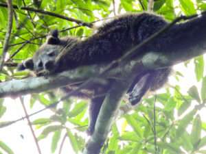 Bukit Lawang Trekking | 