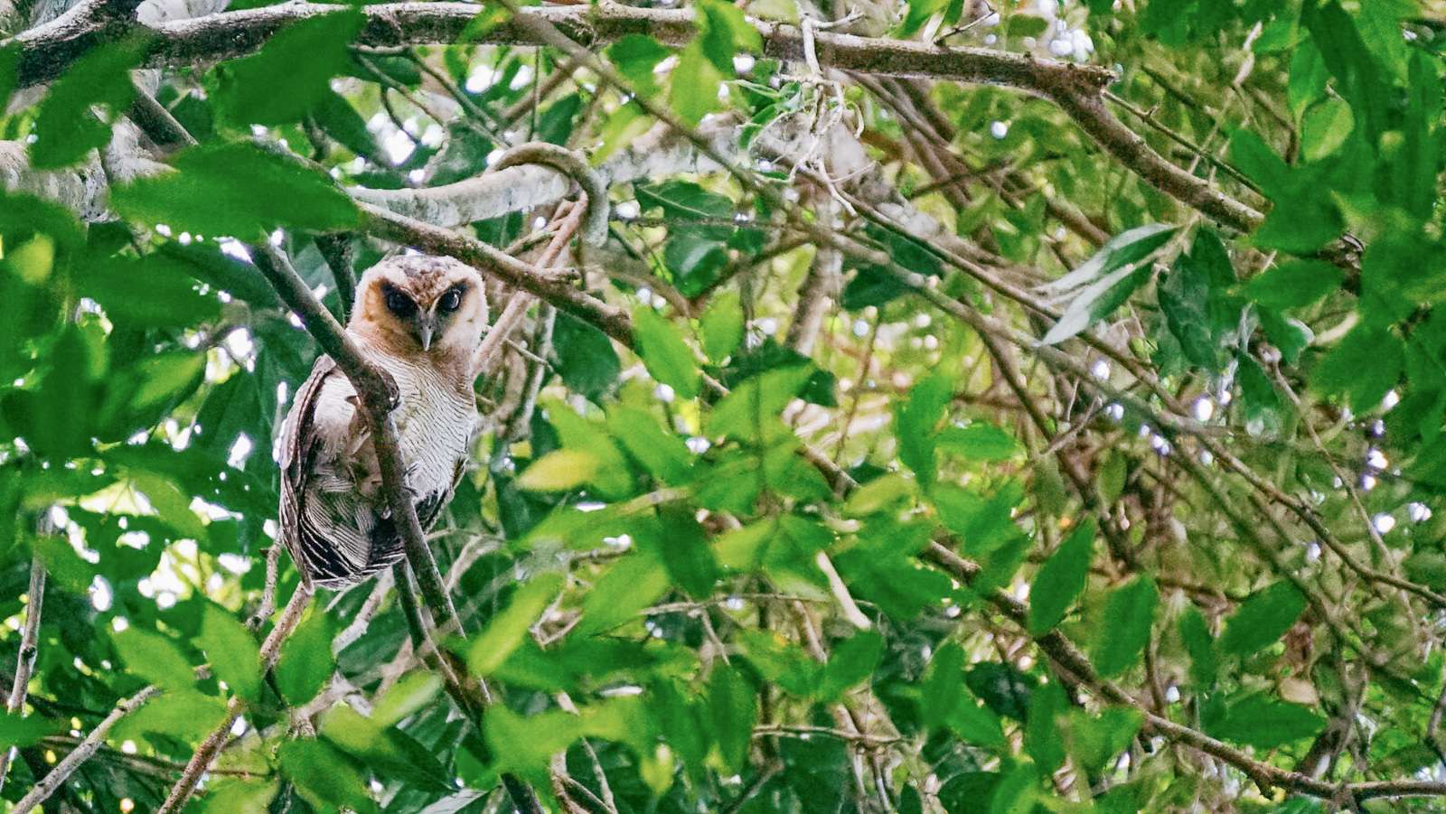 Bukit Lawang Trekking | 