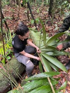 Bukit Lawang Trekking | Bukit lawang trekking orangutan