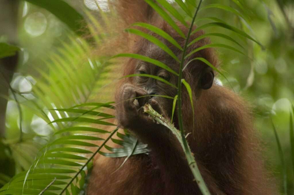 Bukit Lawang Trekking