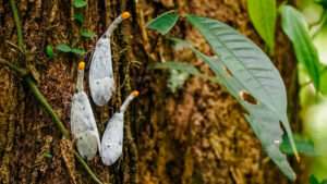 Bukit Lawang Trekking | Contact Bukit Lawang Jungle Trekking
