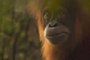 Bukit Lawang Trekking | Bukit Lawang Trekking