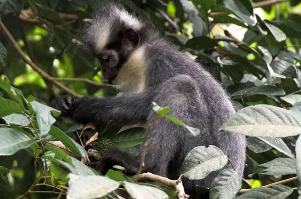 Bukit Lawang Trekking