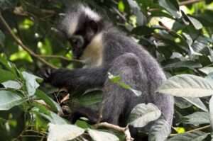 Bukit Lawang Trekking | Bukit Lawang Trekking