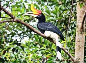 Bukit Lawang Trekking | 