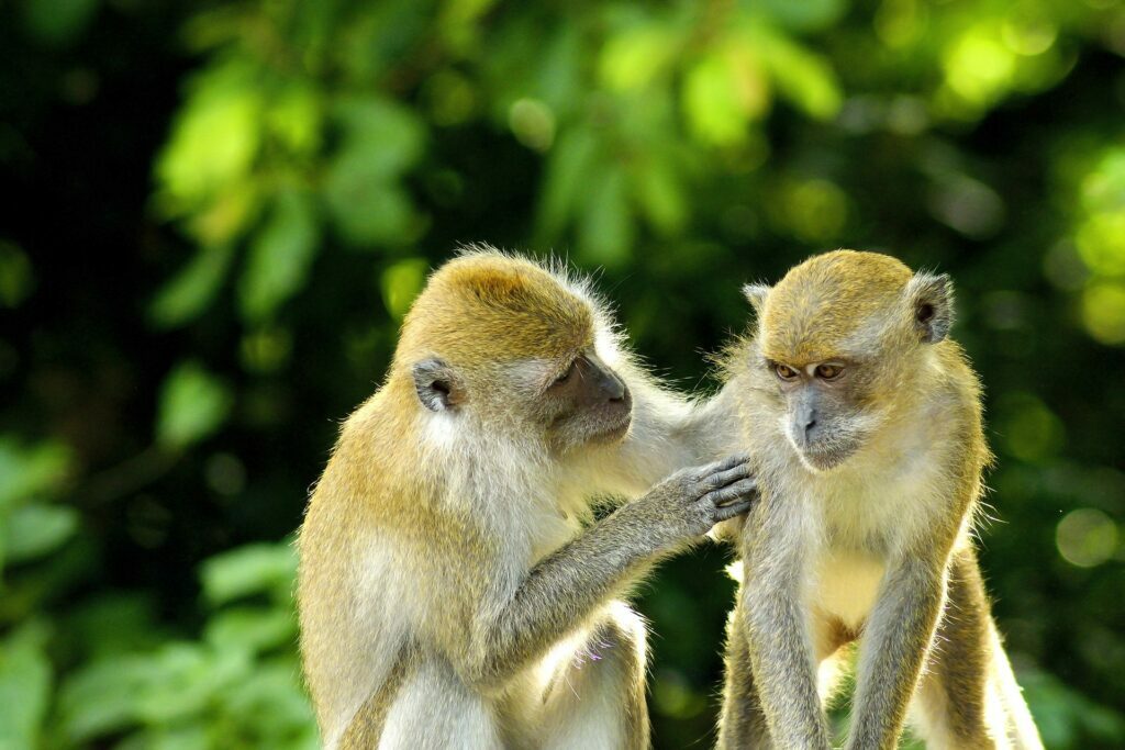 Bukit Lawang Trekking Monkeys