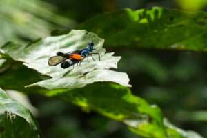 Bukit Lawang Trekking | 