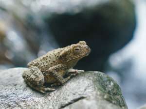 Bukit Lawang Trekking | 