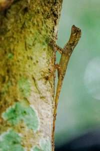 Bukit Lawang Trekking | 