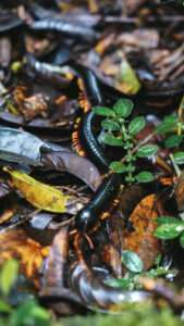 Bukit Lawang Trekking | 