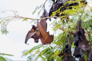 Bukit Lawang Trekking | 