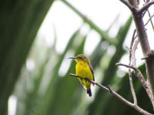 Bukit Lawang Trekking | 