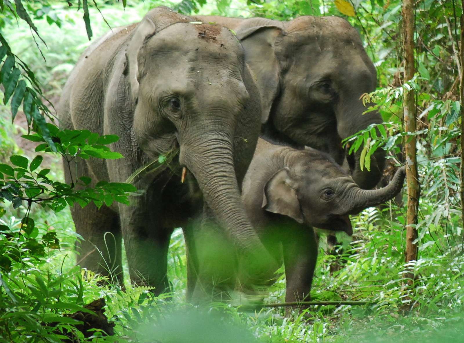 Bukit Lawang Trekking Sumatran Elephant