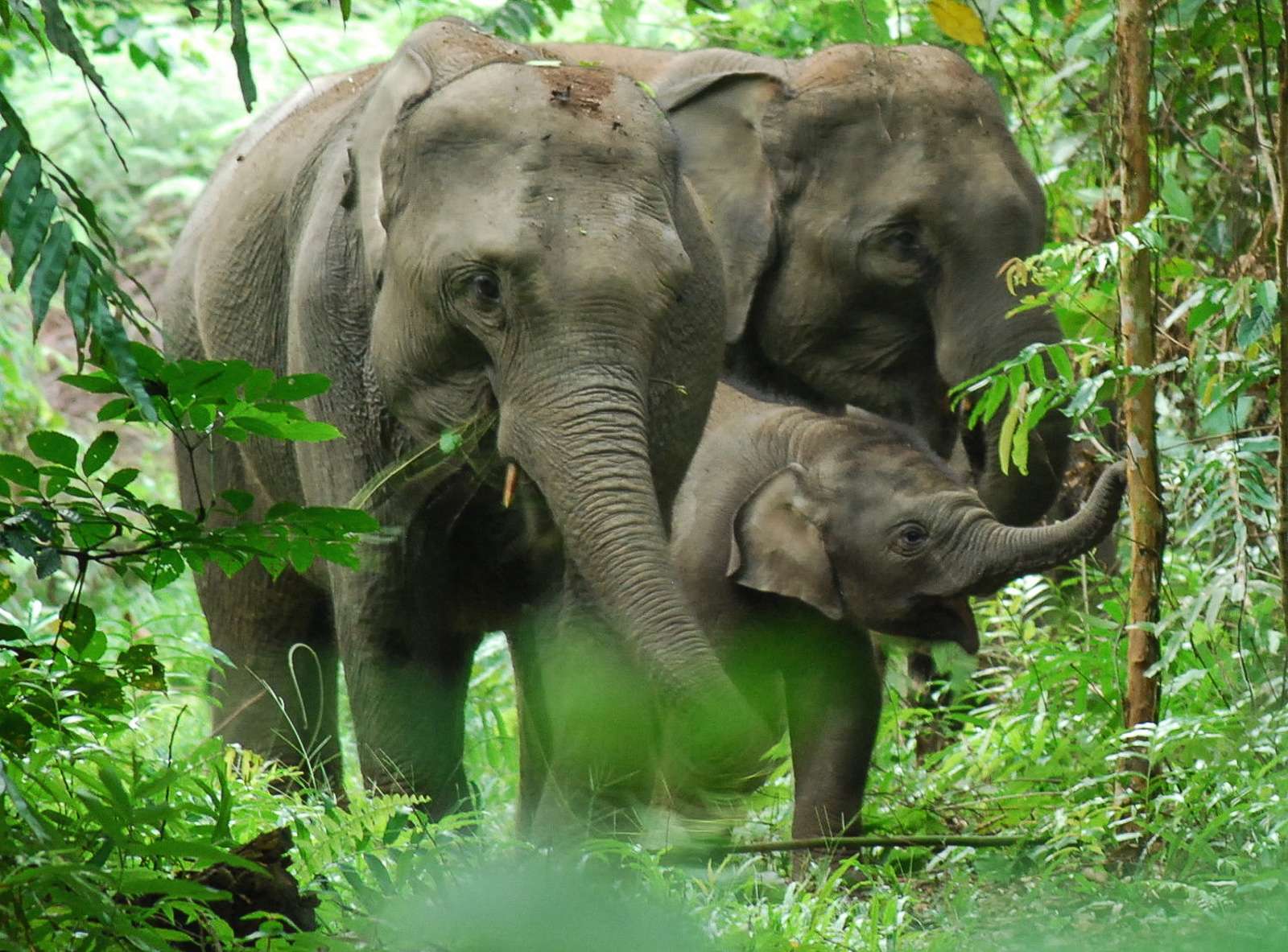 Bukit Lawang Trekking Bukit Lawang Trekking Sumatran Elephant