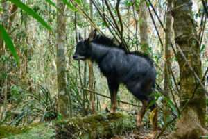 Bukit Lawang Trekking | 