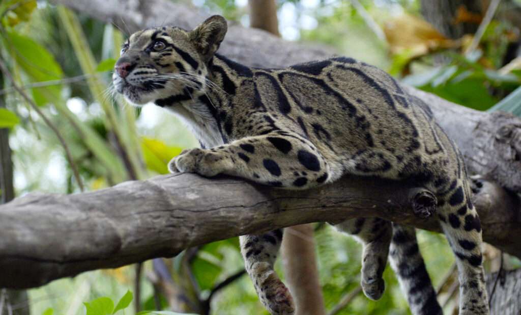 Bukit Lawang Trekking