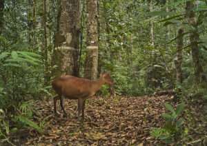 Bukit Lawang Trekking | 