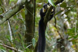 Bukit Lawang Trekking | 