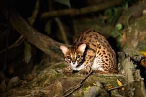 Bukit Lawang Trekking | Gallery Bukit Lawang Trekking