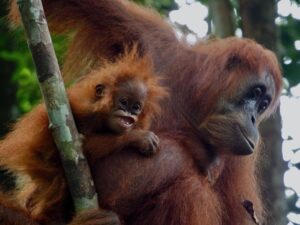 Bukit Lawang Trekking | Activities Bukit Lawang Trekking