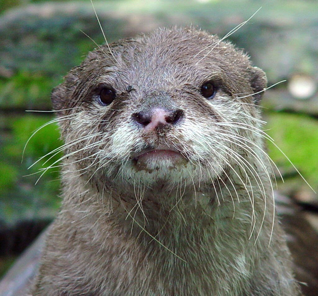 HAIRY-NOSED OTTER Wildlife