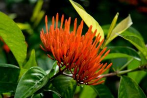 Bukit Lawang Trekking | Bukit Lawang Jungle Trekking Indonesia