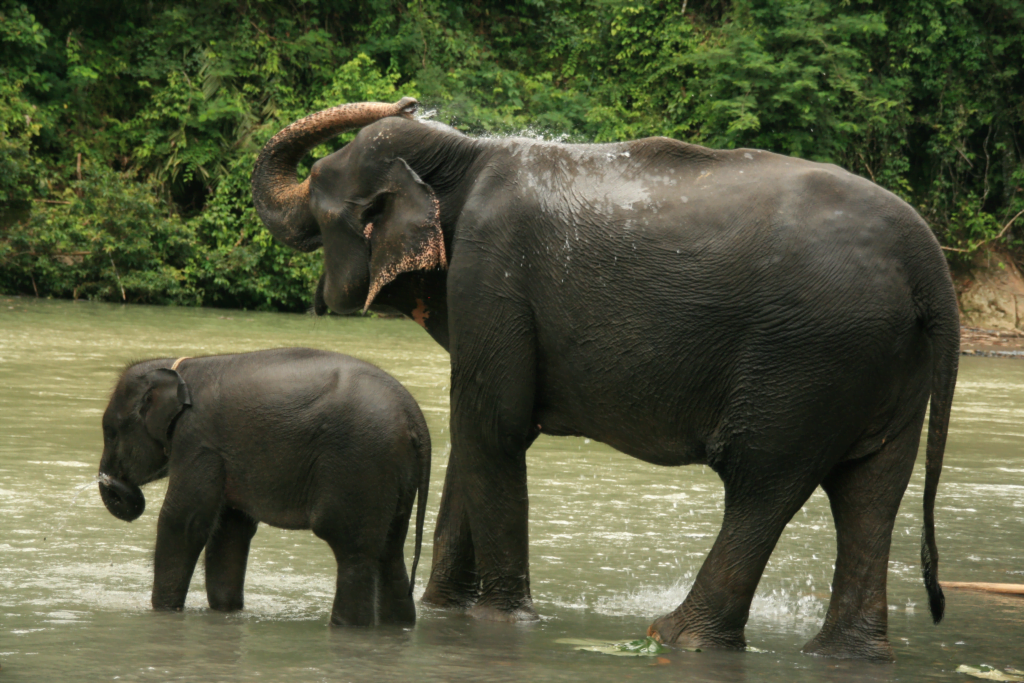 Bukit Lawang Trekking Activities