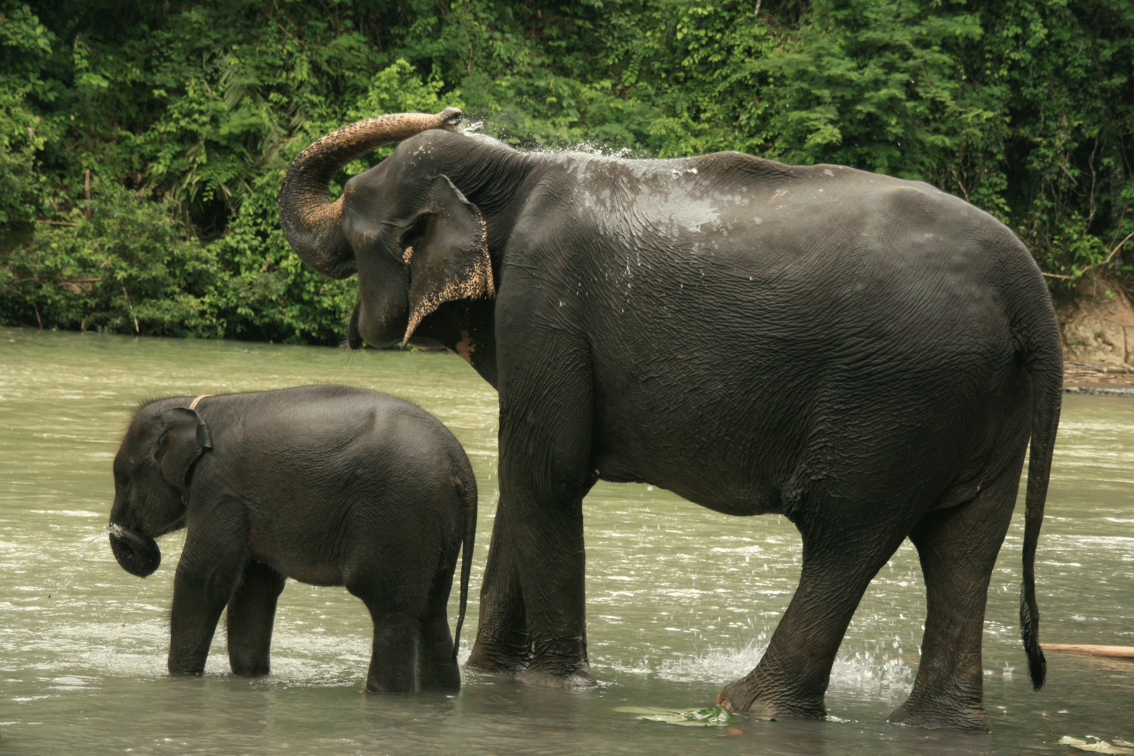 Bukit Lawang Trekking Bukit Lawang Trekking Activities