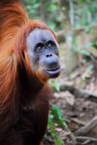 Bukit Lawang Trekking | Bukit Lawang Trekking