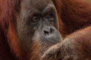 Bukit Lawang Trekking | Bukit Lawang Trekking