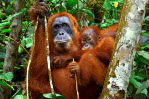 Bukit Lawang Trekking | Bukit Lawang Trekking Orangutan