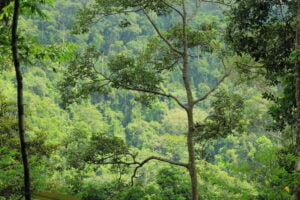 Bukit Lawang Trekking | Bukit Lawang Trekking