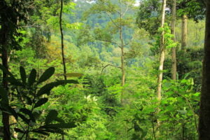 Bukit Lawang Trekking | Bukit Lawang Trekking