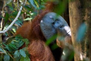 Bukit Lawang Trekking | Bukit Lawang Trekking