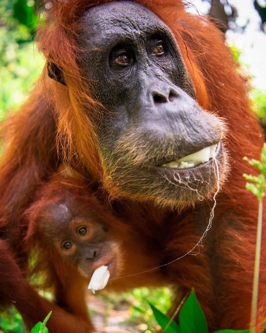 Bukit Lawang Trekking