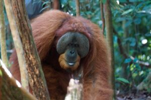 Bukit Lawang Trekking | Bukit Lawang Trekking