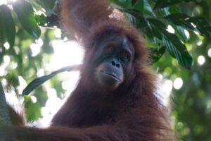 Bukit Lawang Trekking | Bukit Lawang Trekking