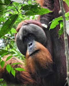 Bukit Lawang Trekking | Bukit Lawang Trekking