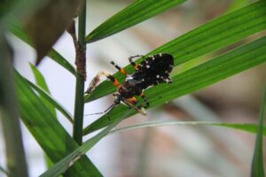 Bukit Lawang Trekking | Bukit Lawang Trekking