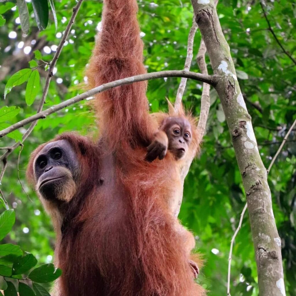 Bukit Lawang Trekking