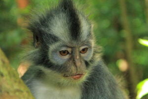 Bukit Lawang Trekking | Bukit Lawang Trekking