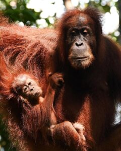 Bukit Lawang Trekking | Bukit Lawang Trekking