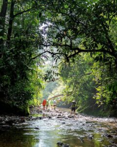 Bukit Lawang Trekking | Bukit Lawang Trekking