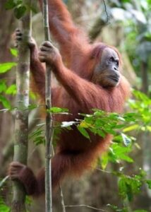 Bukit Lawang Trekking | Bukit Lawang Trekking Sumatra Orangutan