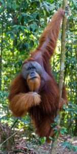 Bukit Lawang Trekking | Bukit Lawang Trekking Sumatra Orangutan