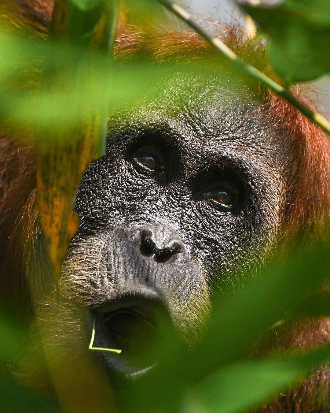 Bukit lawang trekking