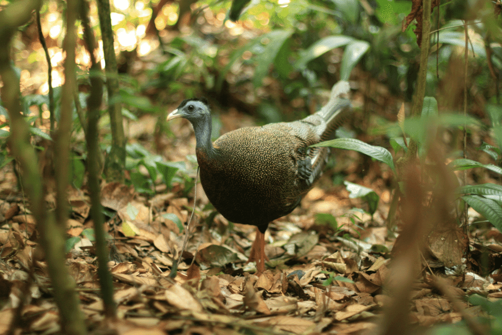 Argus-pheasant Argus-pheasant