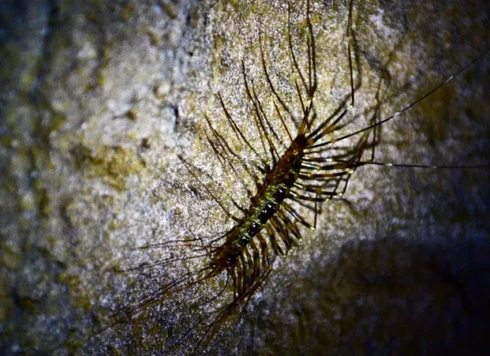 Bat Cave Bukit Lawang insect