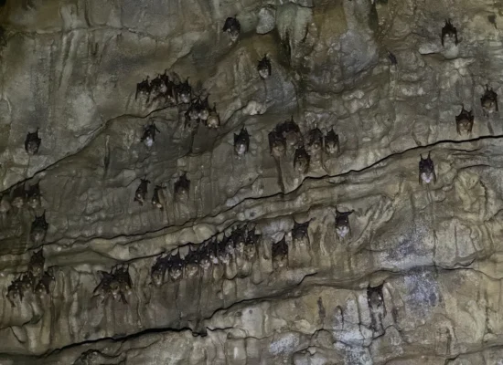 Bukit-Lawang-Bat-Cave