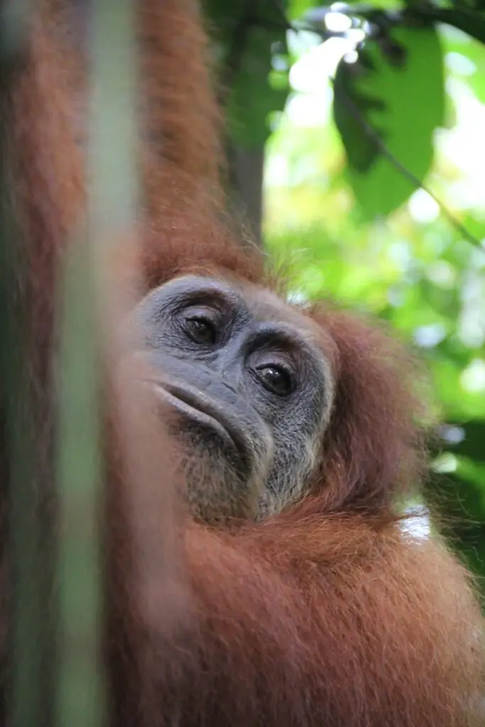 bukit lawang sumatran orangutan | bukit lawang trekking Bukit Lawang Sumatran Orangutan